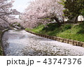 奈良　佐保川の桜 43747376