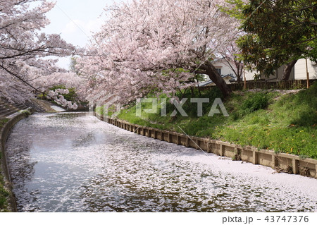 奈良　佐保川の桜 43747376