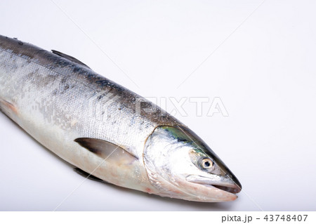 サケ　秋鮭　食材 43748407