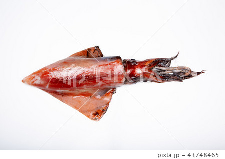 赤イカ　食材 43748465