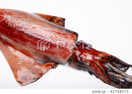赤イカ　食材 43748473