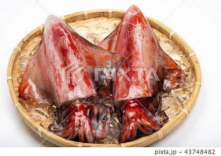 赤イカ　食材 43748482