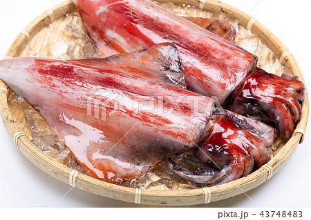 赤イカ　食材 43748483