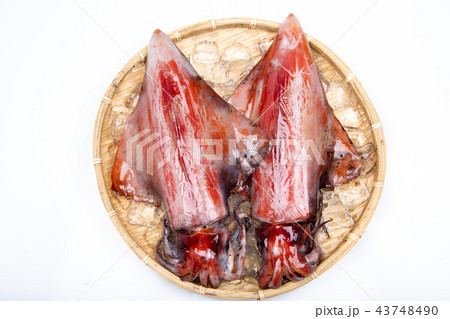 赤イカ　食材 43748490