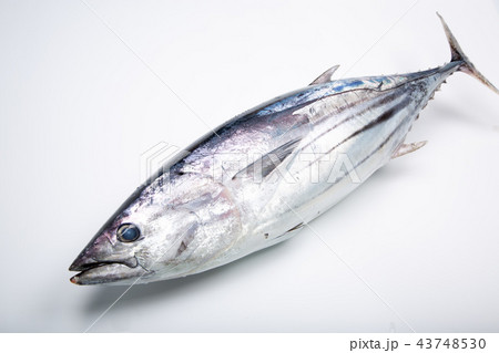 戻鰹 食材 戻鰹 食材 43748530
