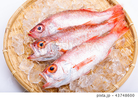 のどぐろ 食材 のどぐろ 食材 43748600