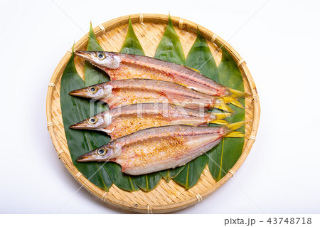 カマスの干物 43748718