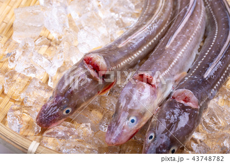 穴子　活〆 43748782