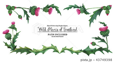 Head banner from thistles. Symbol of Scotland 43749398