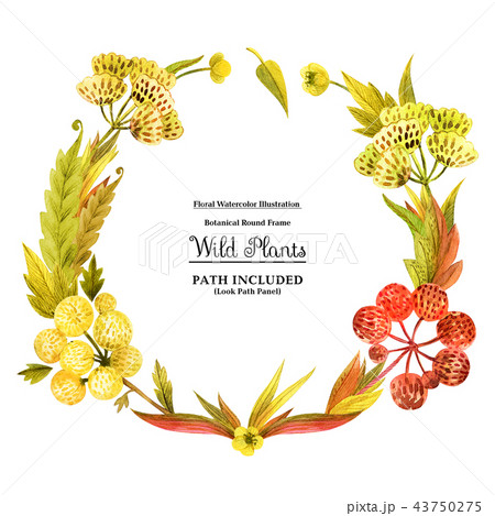 Yellow wild plants round frame for decoration 43750275
