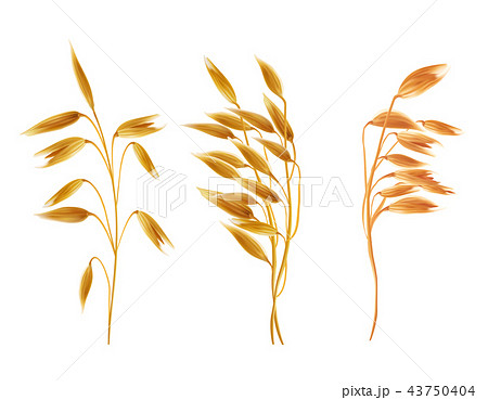 Realistic oat ears with seads, grains, cereals set Realistic oat ears with seads, grains, cereals set 43750404