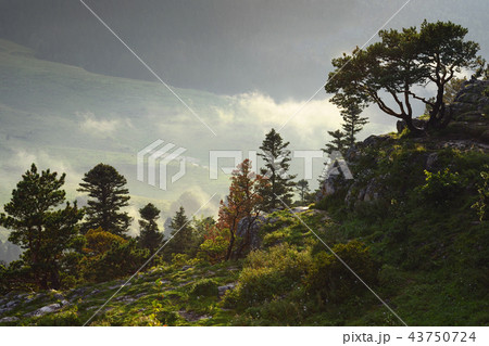 Mountain landscape with fog and sunlight 43750724