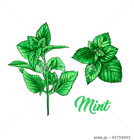 Green Mint Tea Herb Branch Theme Isolated Hand のイラスト素材