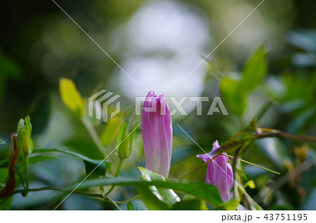 閉じたヒルガオの花 43751195
