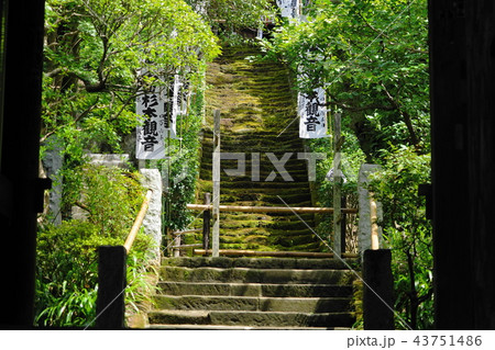 8月　鎌倉497杉本寺･苔の石段 43751486