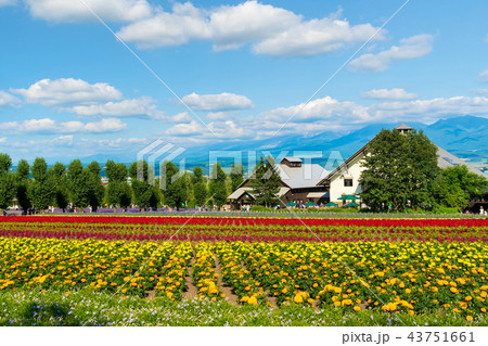 花畑 中富良野の写真素材