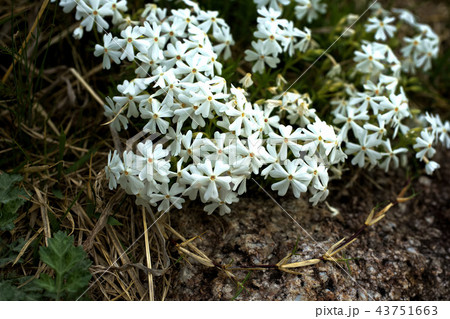 シバザクラ 43751663