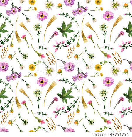 Watercolor wild plants of Scotland 43751754