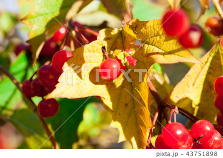 Red Viburnum Viburnum 43751898