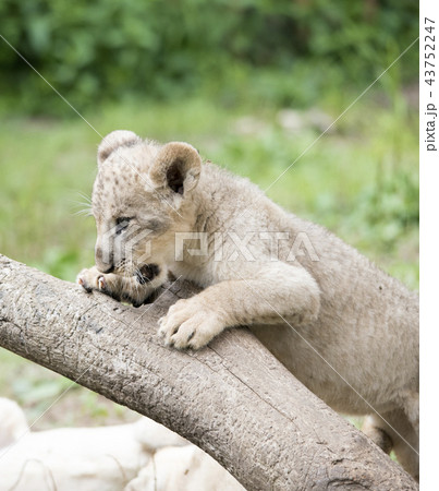 ライオン　LION 43752247