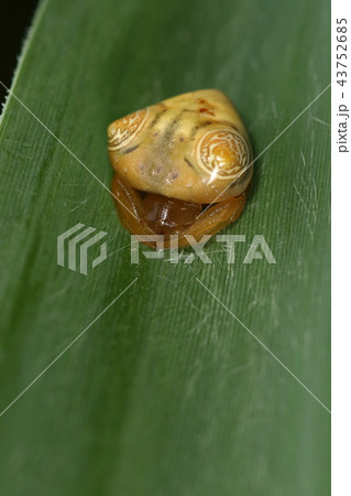 生き物 蜘蛛 オオトリノフンダマシ、一センチを超える大きさのメス。オスは二ミリほどだそうです 生き物 蜘蛛 オオトリノフンダマシ、一センチを超える大きさのメス。オスは二ミリほどだそうです 43752685