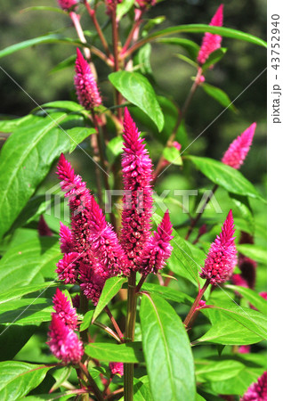 けいとう けいとう 43752940