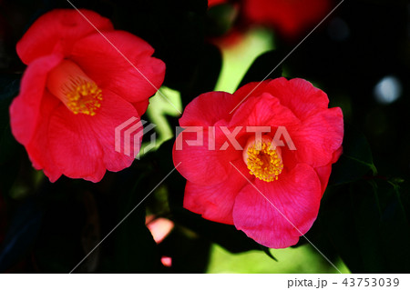 椿 空蝉の花 椿 空蝉の花 43753039