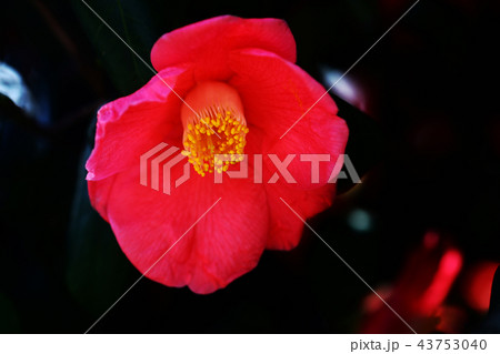 椿　空蝉の花 43753040