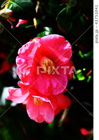 椿　空蝉の花 43753041