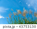 すすき 43753130