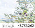 オリーブの実 43753262