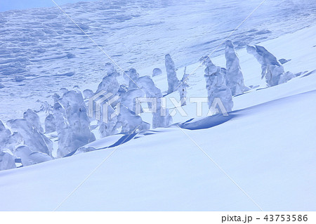 晴天下の蔵王樹氷群 43753586