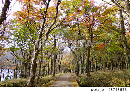 湖畔ふれあい園地　紅葉 43753638