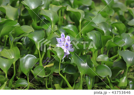 ホテイアオイの花 43753646
