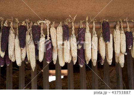 韓国 トウモロコシ 乾燥 43753887