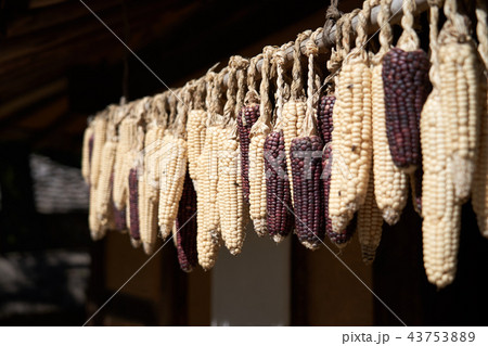 トウモロコシ 野菜 韓国 43753889