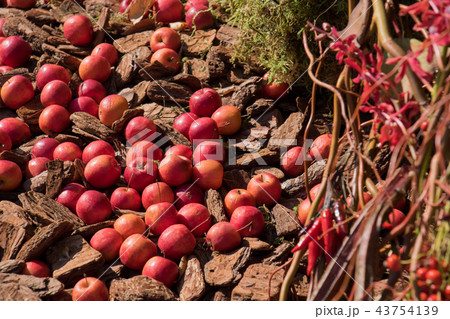 庭に転がるりんご、秋イメージ 庭に転がるりんご、秋イメージ 43754139