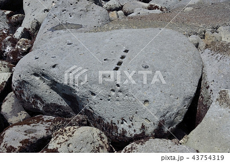 静岡県賀茂郡東伊豆町稲取の志津摩周辺に点在する江戸城築城石の採石跡 43754319