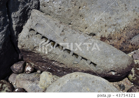 静岡県賀茂郡東伊豆町稲取の志津摩周辺に点在する江戸城築城石の採石跡 43754321