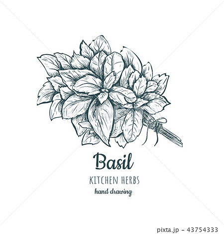 Herbs And Spices Basil Basil Sketch Hand Drawingのイラスト素材