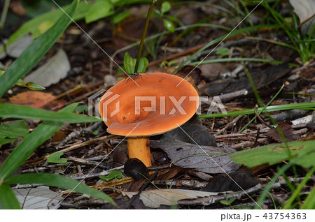 チチタケ チチタケ 43754363
