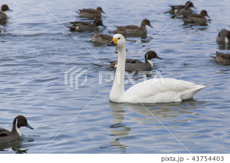猪苗代湖　冬景 43754403