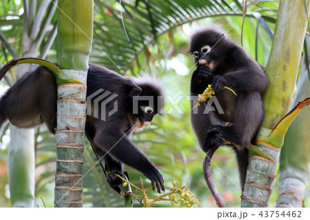 Leaf monkey , Wild animals are eating fruit  43754462