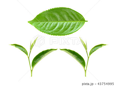 tea leaf on white background 43754995