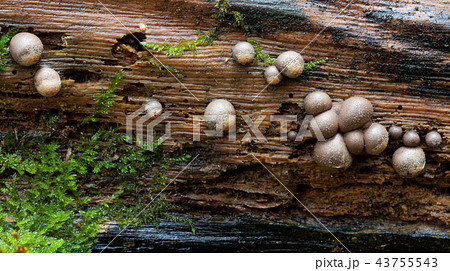Old tree trunk moss with some fungus 43755543
