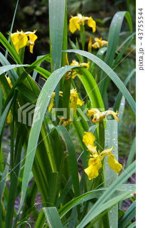 Yellow Water Flag leaf closeup with water drops Yellow Water Flag leaf closeup with water drops 43755544