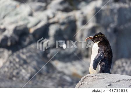 旭山動物園　ペンギン 43755658