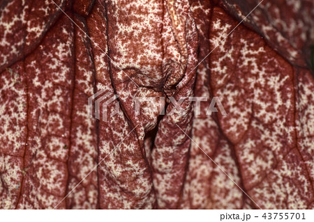 アリストロキア・ ギガンティア 43755701