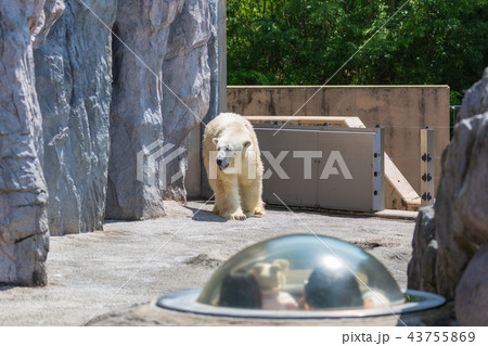 旭山動物園 シロクマをドームから見つめる親子 旭山動物園 シロクマをドームから見つめる親子 43755869