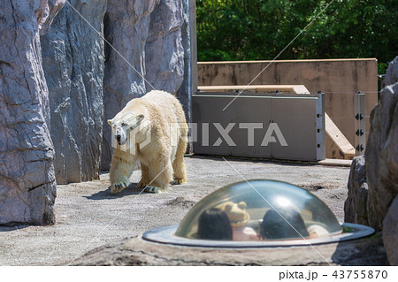 旭山動物園 シロクマをドームから見つめる親子の写真素材 [43755870